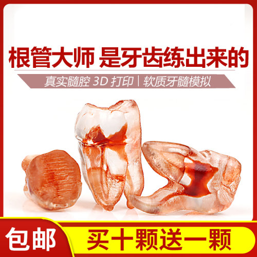 牙模离体牙牙科仿真牙