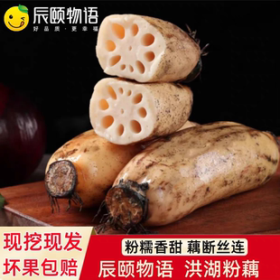 辰颐物语洪糊粉藕新鲜莲藕煲汤七孔藕湖北特产红藕湖藕糯米藕蔬菜