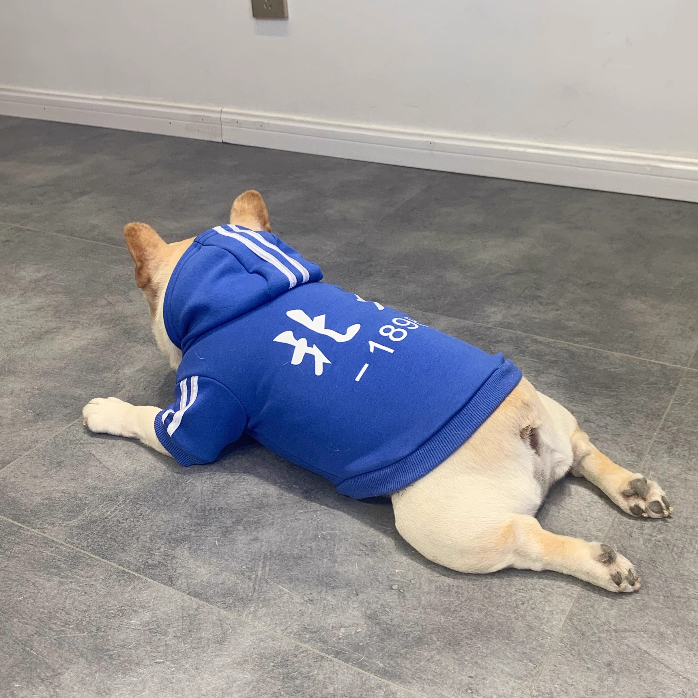 秋冬法国斗牛犬宠物狗狗衣服法斗连帽棉衣巴哥加绒卫衣 清仓