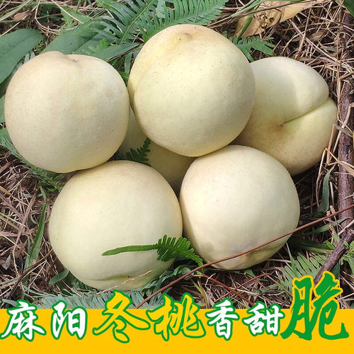麻阳冬桃新鲜现摘孕妇