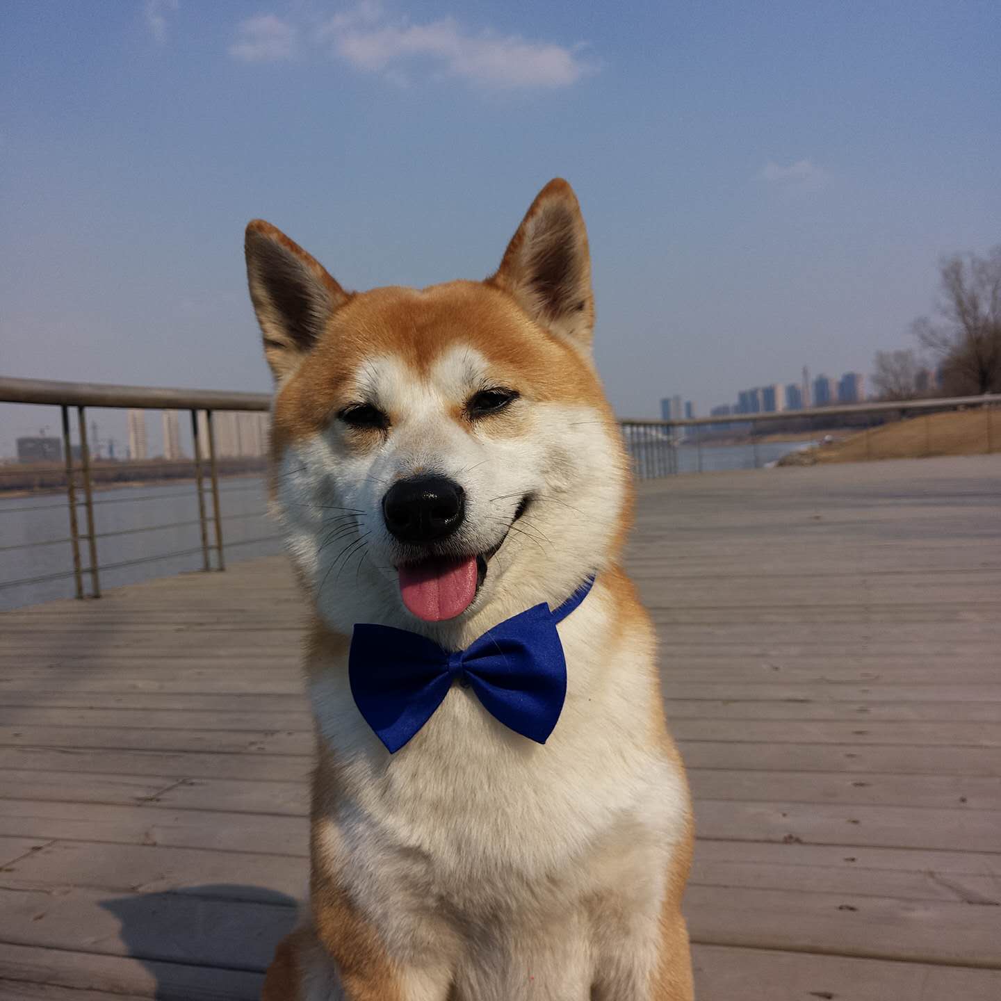柴犬斗牛柯基泰迪领结宠物领结猫咪狗狗领结宠物饰品