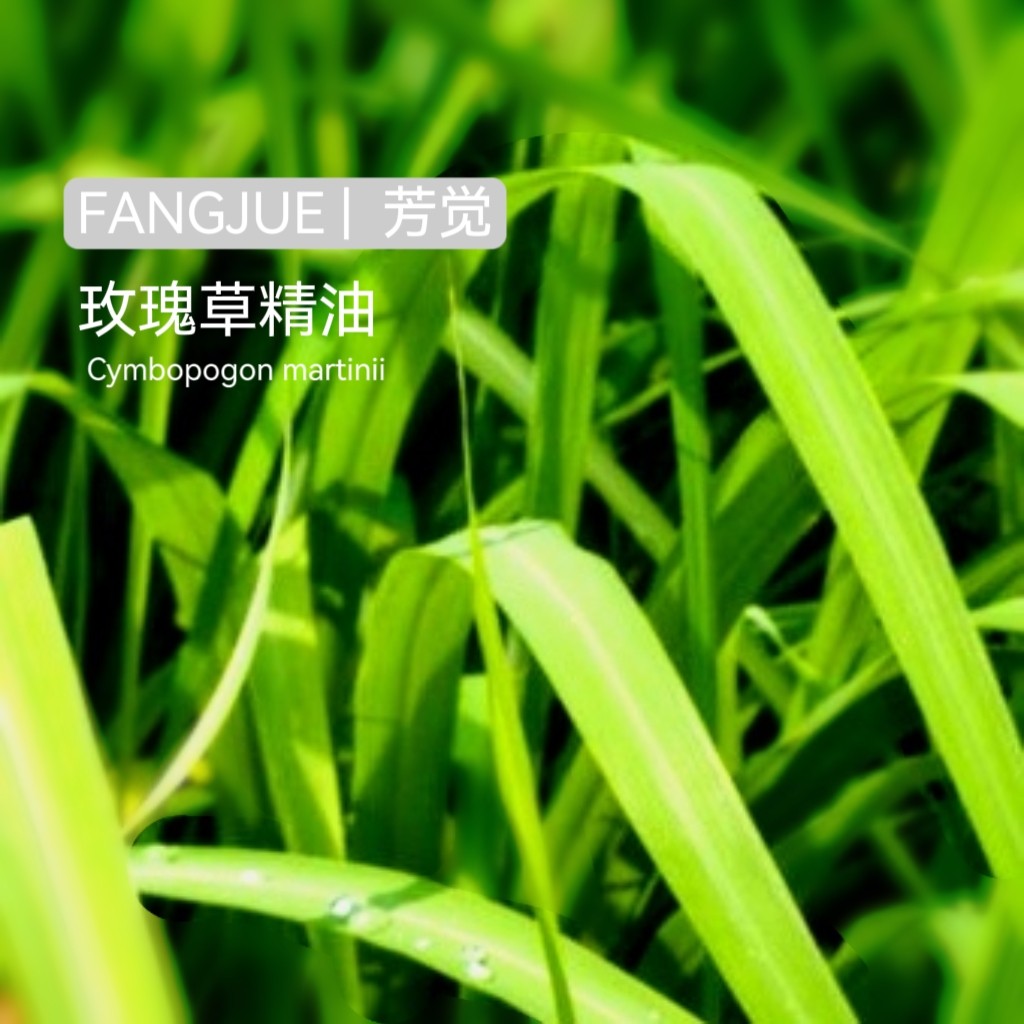 有机玫瑰草精油产地高海拔尼泊尔蒸馏法好品质气味柔美芳觉原料