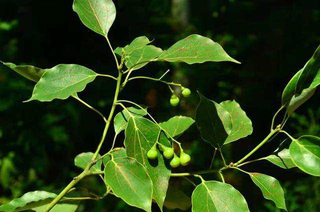 芳樟叶精油野生老芳樟木精油蒸馏法沉香醇含量约90%柔美芳觉原料