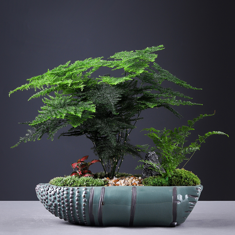 好养易活文竹办公桌净化空气