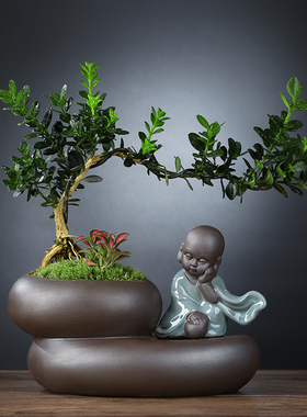 黄杨盆栽植物室内好养易活文竹盆景绿植客厅花卉四季常青净化空气