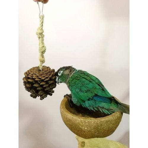 鹉林外传鹦鹉玩具鹦鹉用品秋葵大