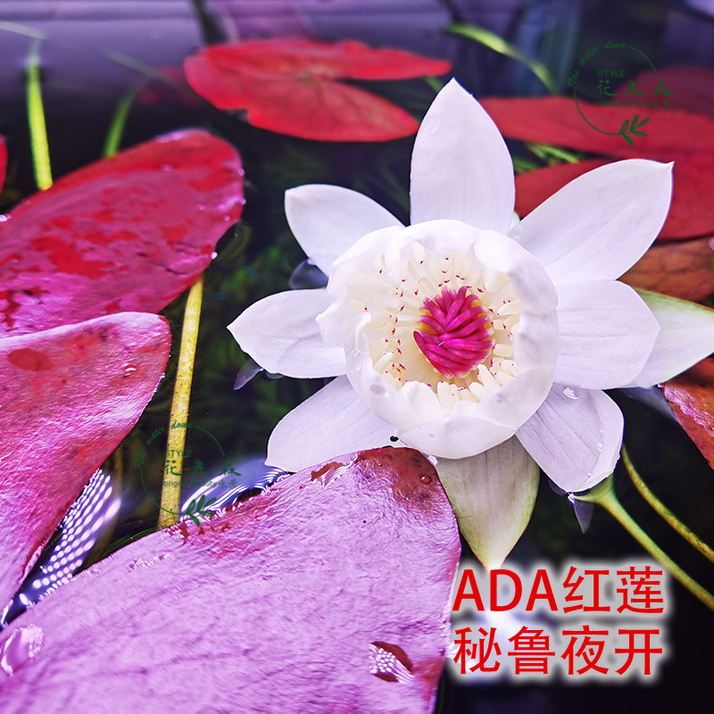 紫 四色 青 红虎 虎斑睡莲 ada红莲  秘鲁夜开 中后景  稀有 水草