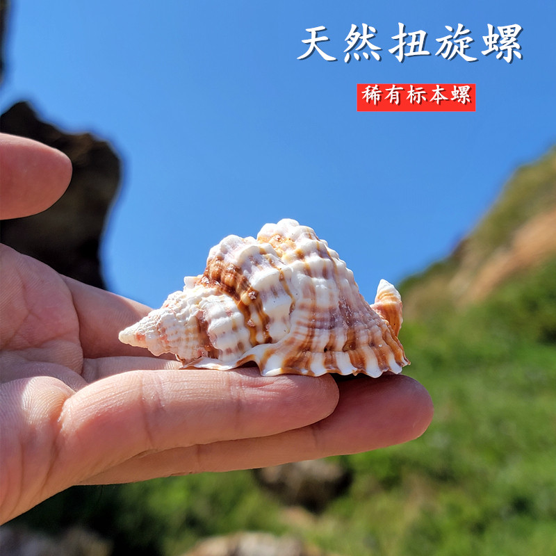 天然海螺贝壳扭旋螺 收藏级标本螺鱼缸造景地中海家居橱窗装饰