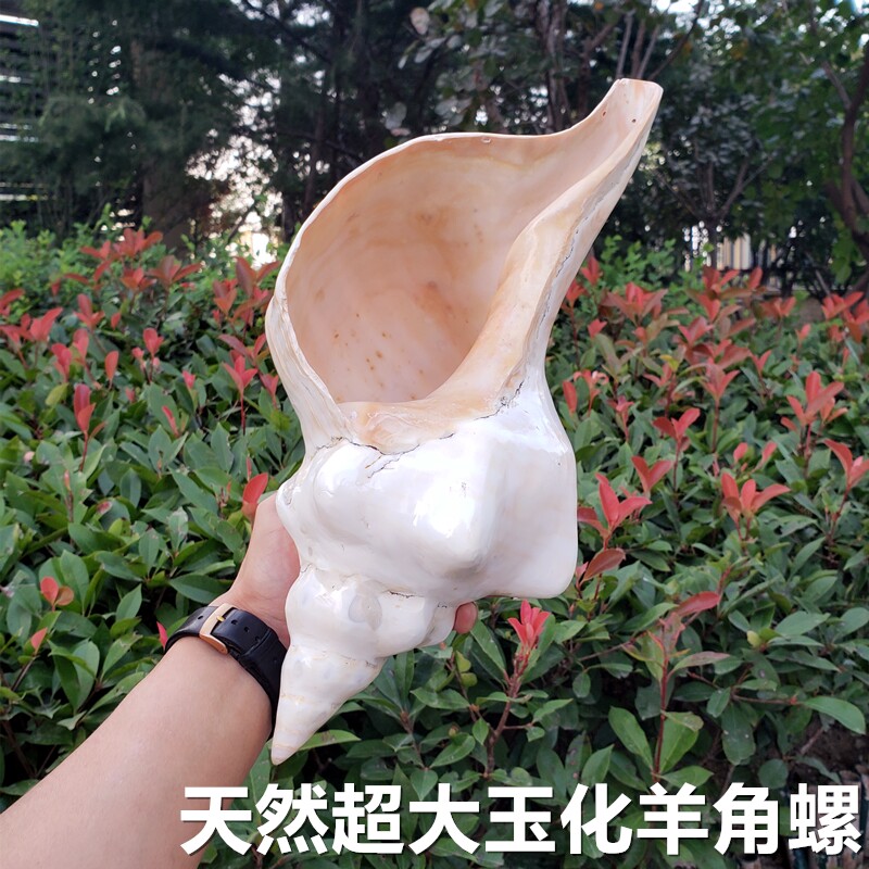 天然超大玉化海螺赤旋螺大贝壳白珊瑚风水招财摆件霸王海星标本