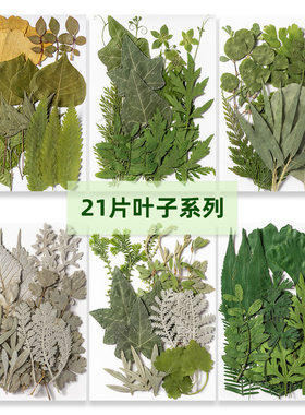 手工树叶植物标本幼儿园