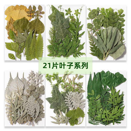 手工树叶植物标本幼儿园