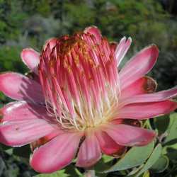 CICIMI园艺南非帝王花Leucadendron山龙眼科木百合种子稀有花卉盆