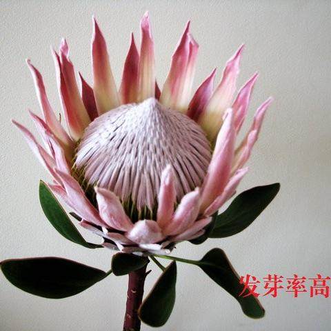 南非帝王花种子海神新娘庭院