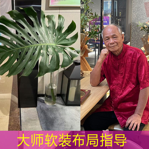 大支龟背竹叶片鲜切水培可存活2个月以上