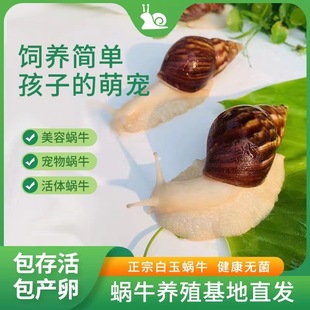 白玉蜗牛宠物陆贝树蜗活体儿童学生科学实验观察教学套装 白玉蜗牛