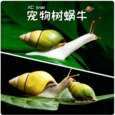 树蜗牛化石线彩条蜗牛活体儿童学生科学实验观察教学套装七彩蜗牛