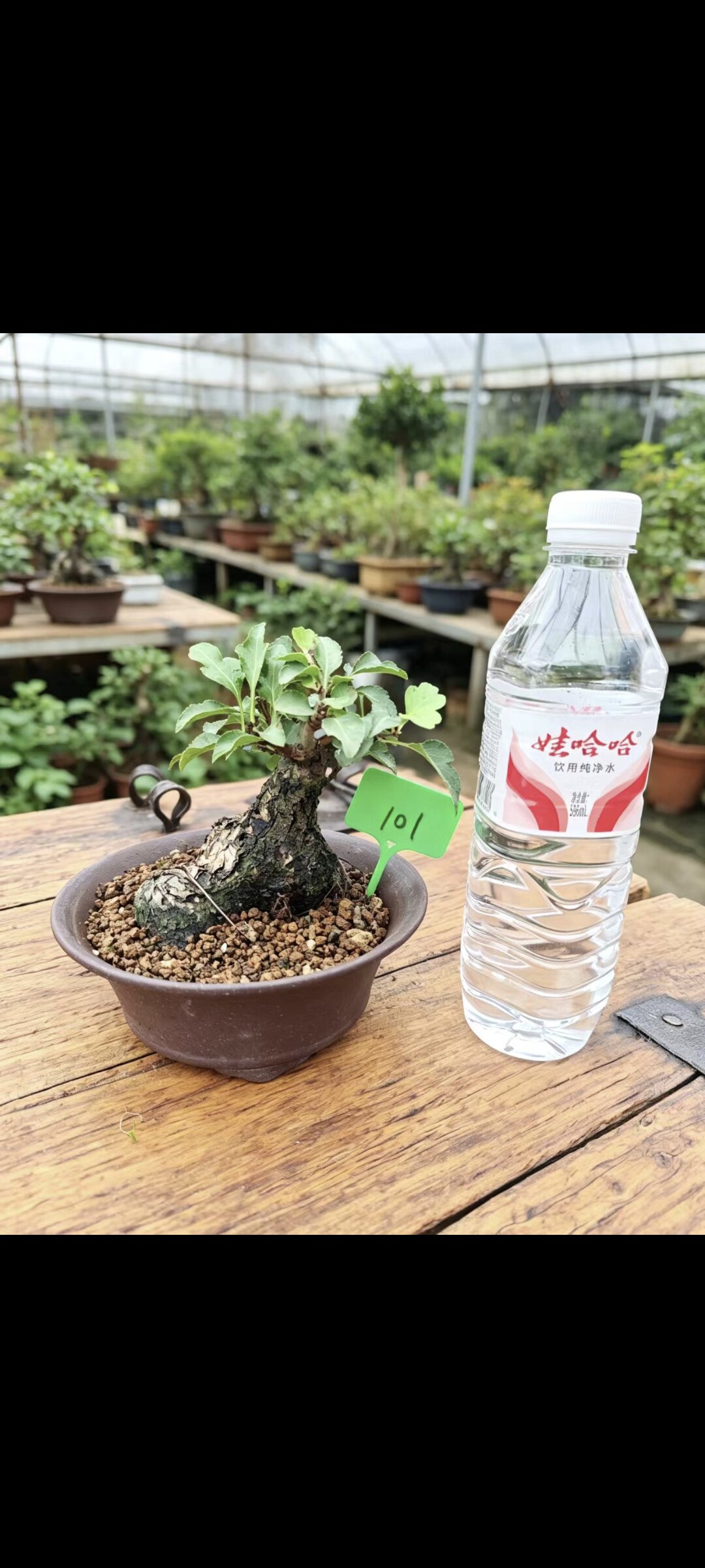 棠梨矮霸老桩盆景微型掌上小品坨坨桩茶台桌面熟桩绿植一物一拍图片
