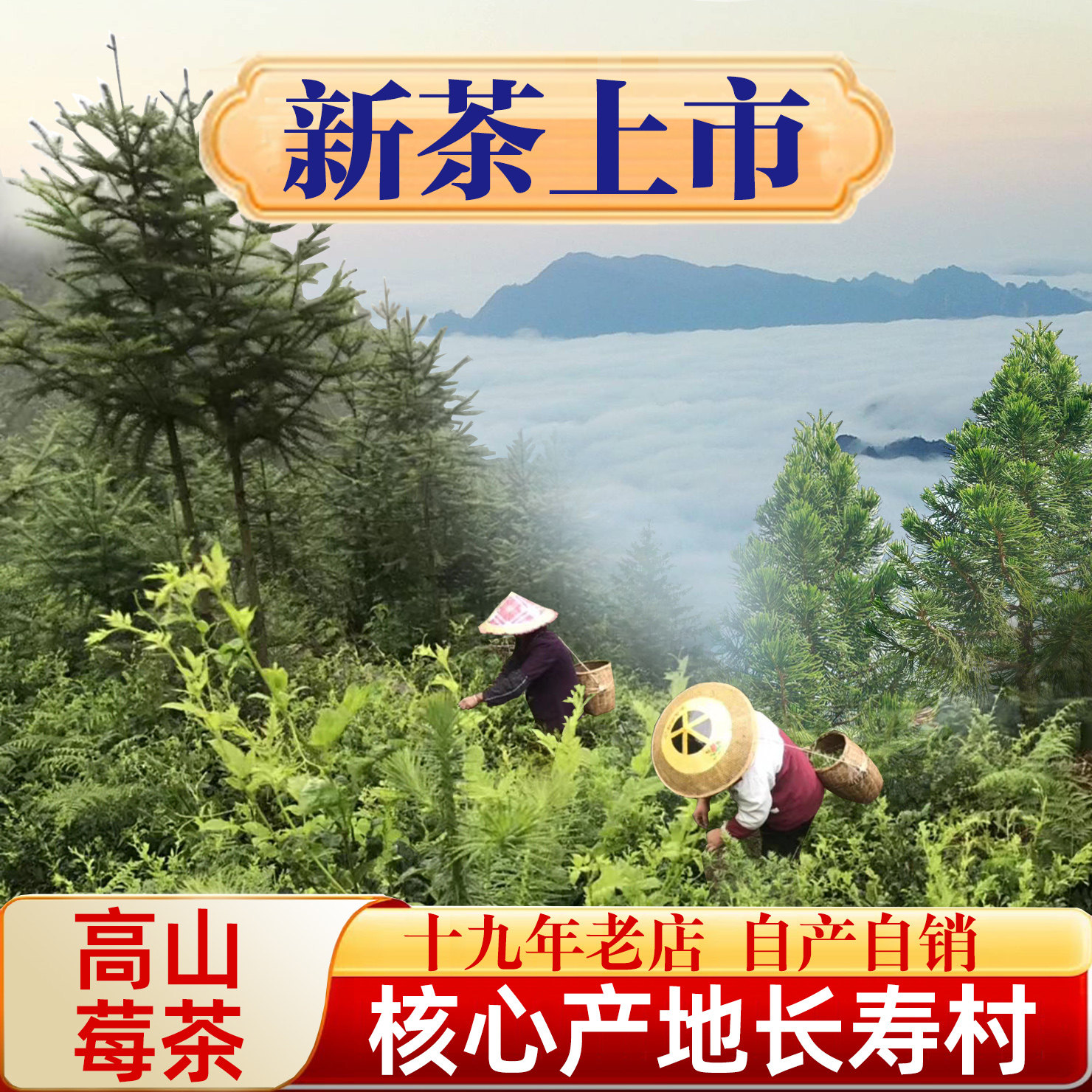 张家界明前芽头莓茶朵芽特级芽尖霉茶永顺野生龙须藤茶林露旗舰店