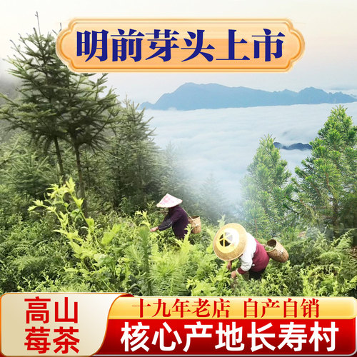 张家界明前芽头莓茶朵芽特级芽尖霉茶永顺野生龙须藤茶林露旗舰店