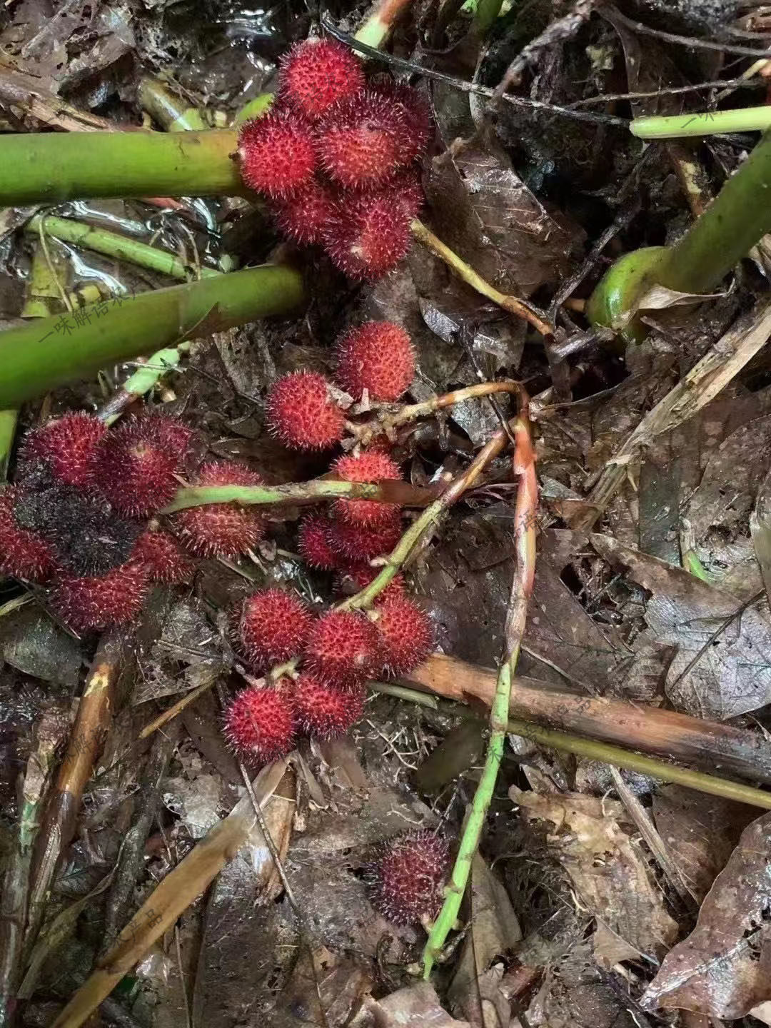 阳春地道春砂仁根500g现挖新鲜沙仁藤茎中药材煲汤料【阳春直发】