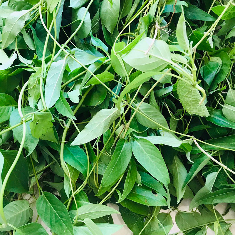 新鲜鸡屎臭屁藤皆治藤