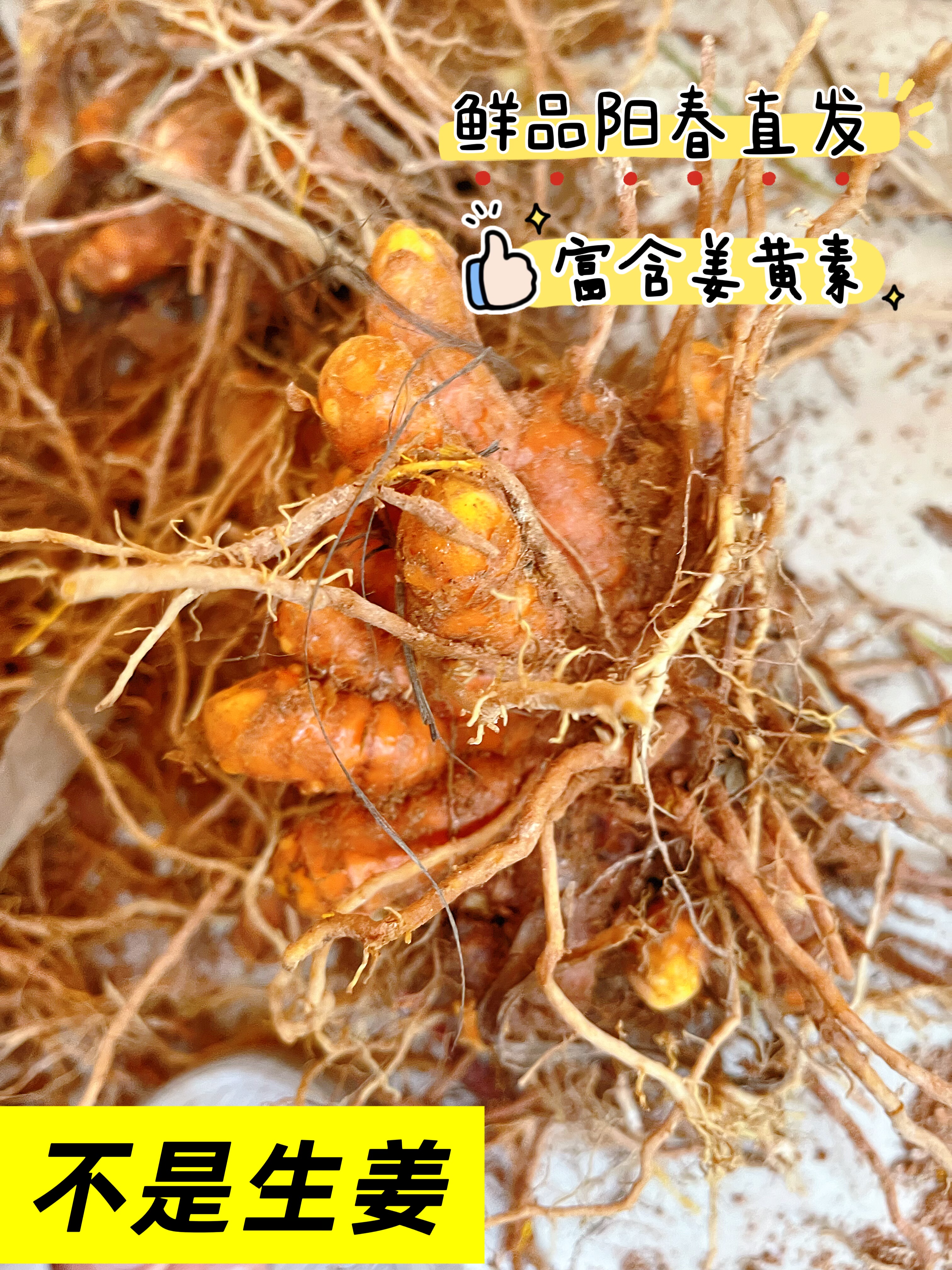 姜黄新鲜现挖小姜黄素月子姜产后调节中药材红姜老姜广东500g包邮
