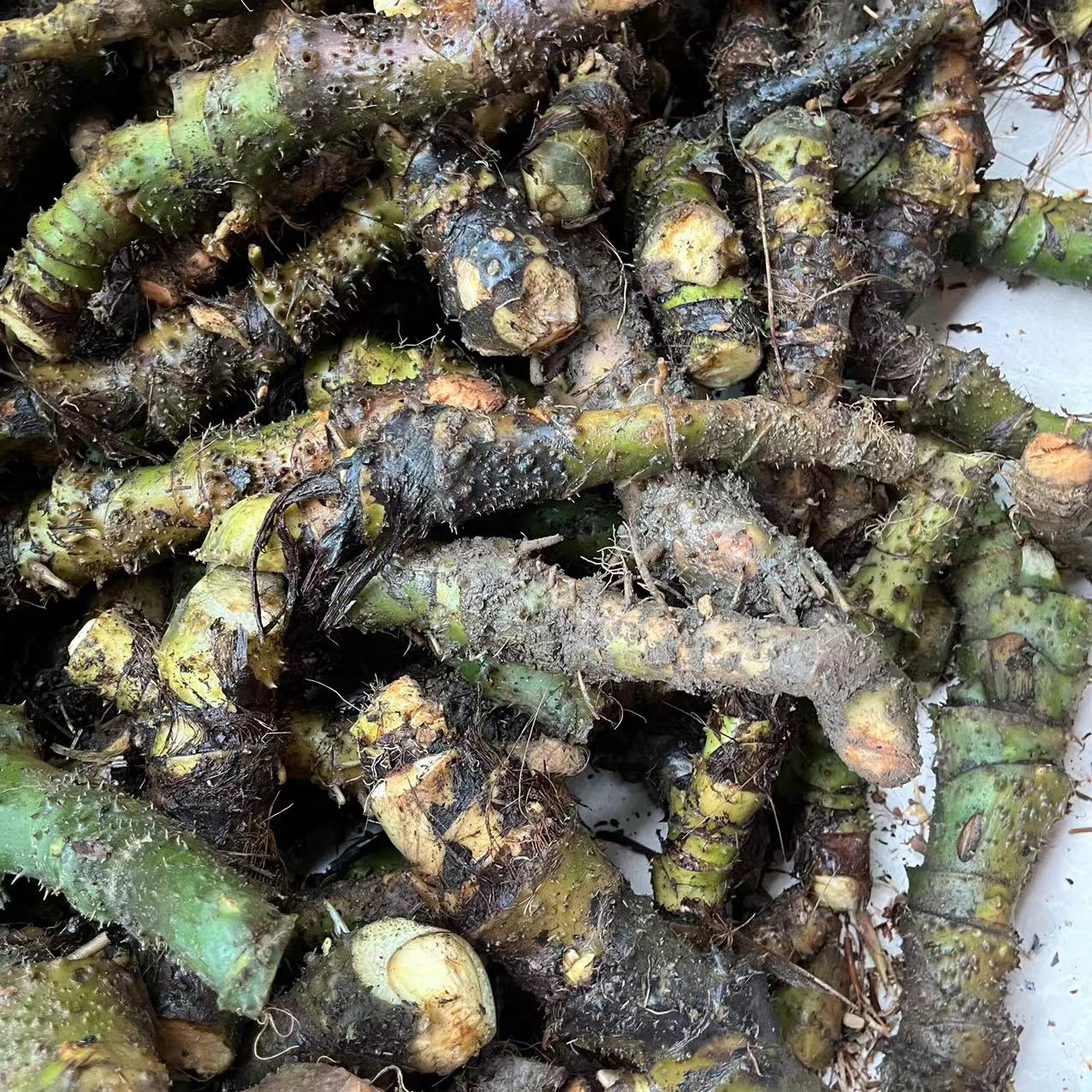 新鲜现挖野地生水刺芋中药材水勒芋天河芋勒藕竻藕勒慈茹瘌薯菇苗