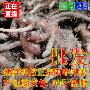 阳春现挖风姜1斤产后洗澡坐月姜农家正宗新鲜月婆阳江高良姜广东