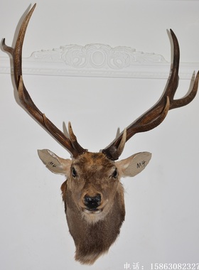 标本酒吧北欧风格生财有鹿壁饰