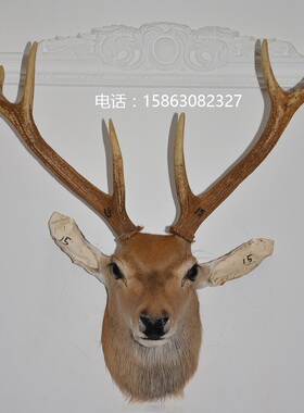 鹿头标本酒吧样板房摆件会所墙饰