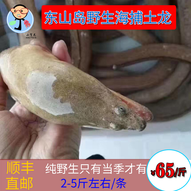 东山岛海鲜土龙鳗鱼硬骨肚子