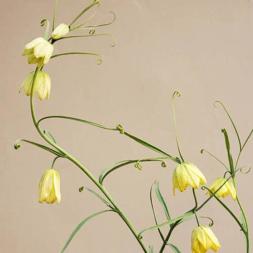 浙江贝母 原种 冬季精灵 耐寒 野趣十足清新梦幻