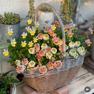 香雪球 芳香垂吊可爱花球 耐寒易爆花拼盆阳台庭院植物