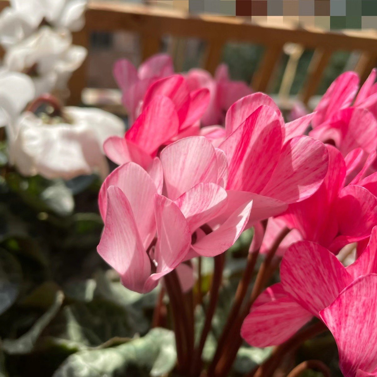 仙客来【中花型】 水彩 音迪卡 15cm大盆带花发货 兔耳花 年宵花