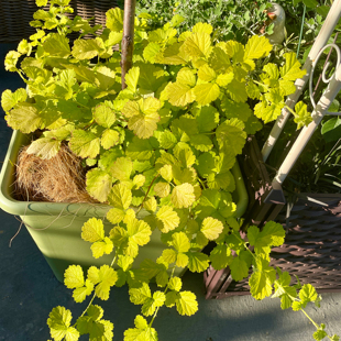 金叶茅莓 会结果可食用 蔓性植物 耐寒耐热 庭院阳台好活易养观叶