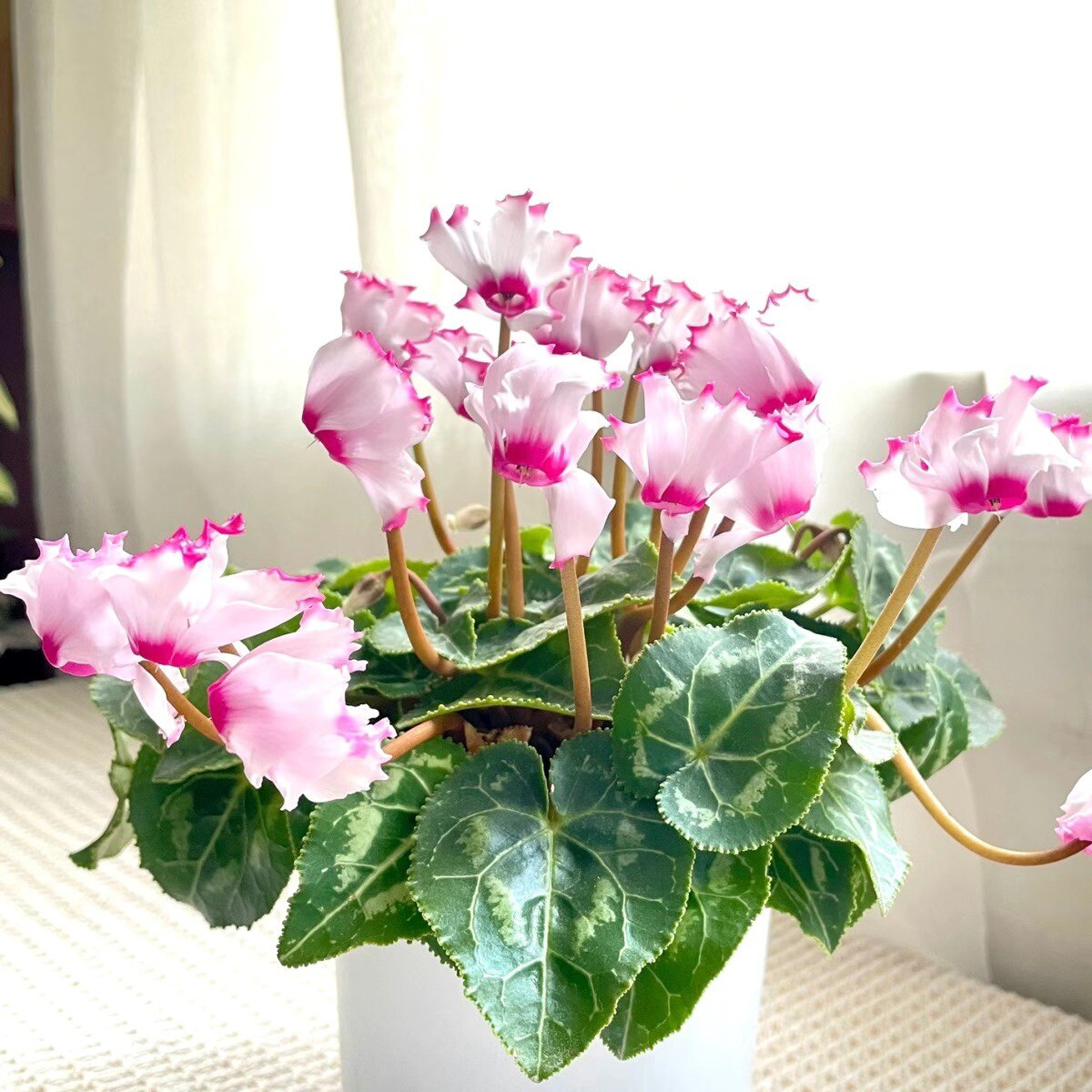 仙客来【微花型 】维多利亚 多品种花期长 耐寒年宵花 12cm口径盆