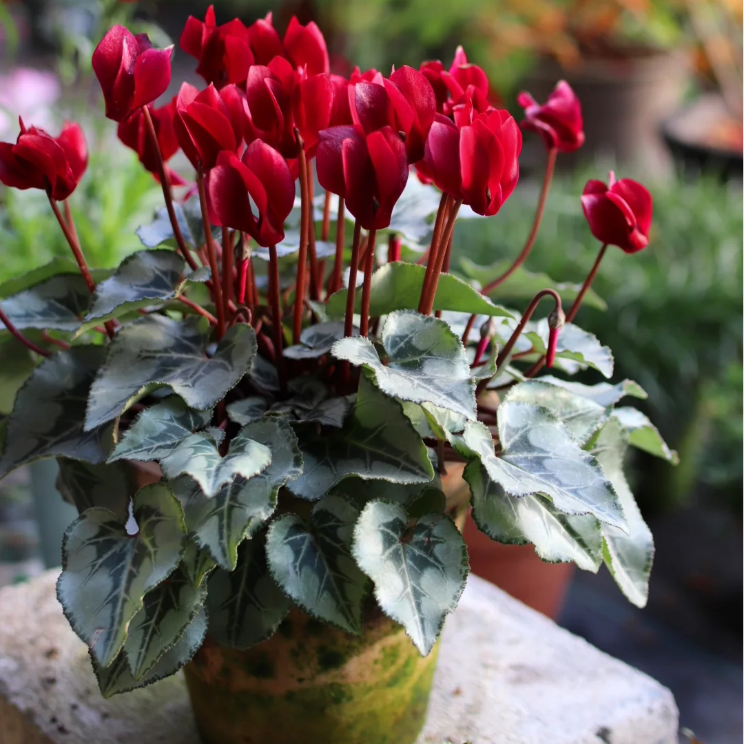 仙客来银饰叶酒红色“绅士”高级红色室内阳台花园好养易活多年生