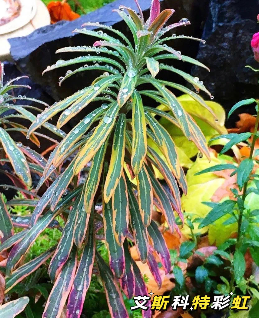 花叶大戟 彩虹 小矮人 马丁尼耐寒进口大戟 庭院常绿灌木观花观叶