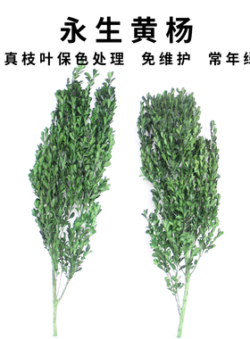 永生保色真黄杨枝叶常年绿免养护
