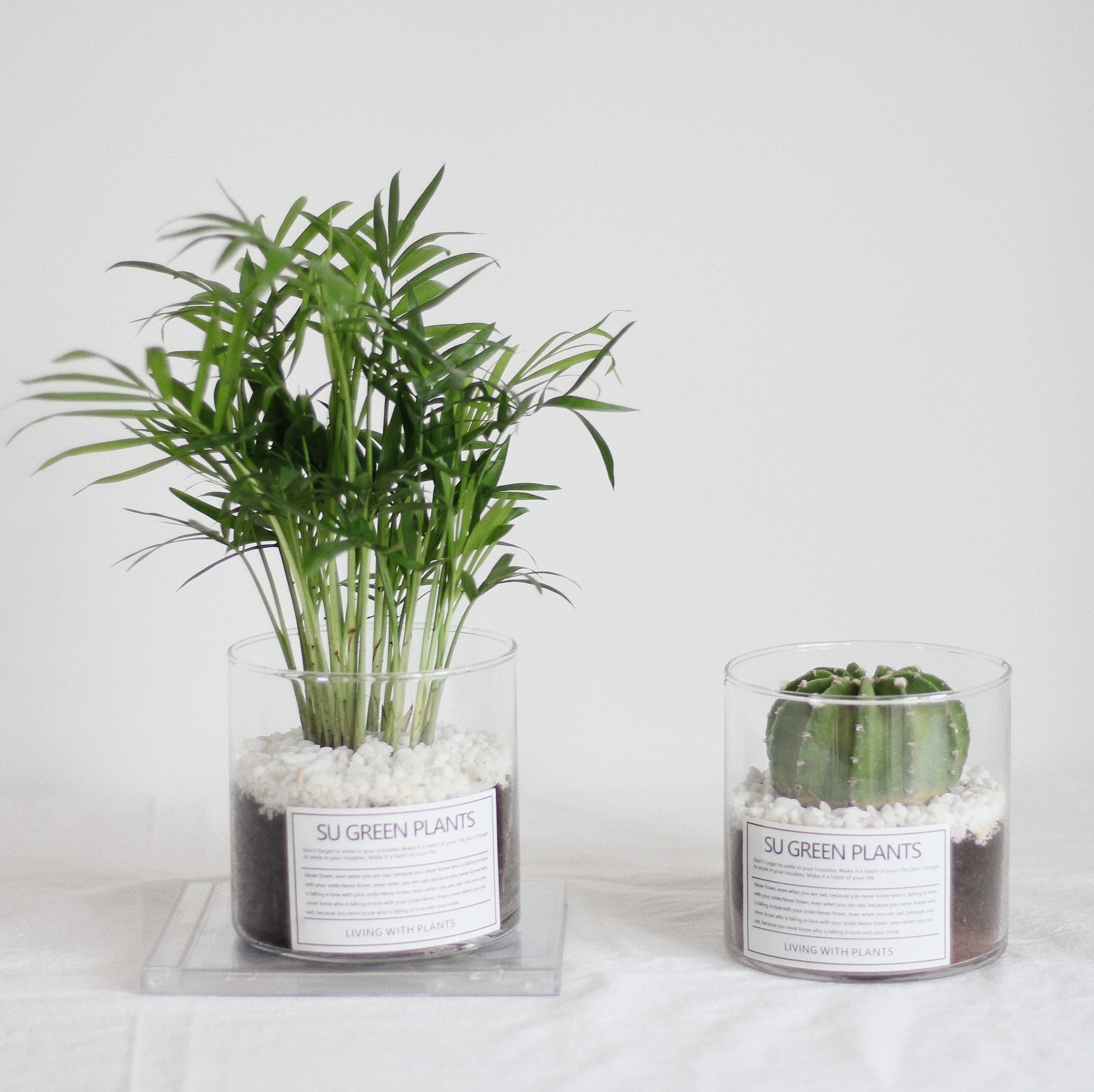 植物苏太北欧ins风袖珍椰子桌面