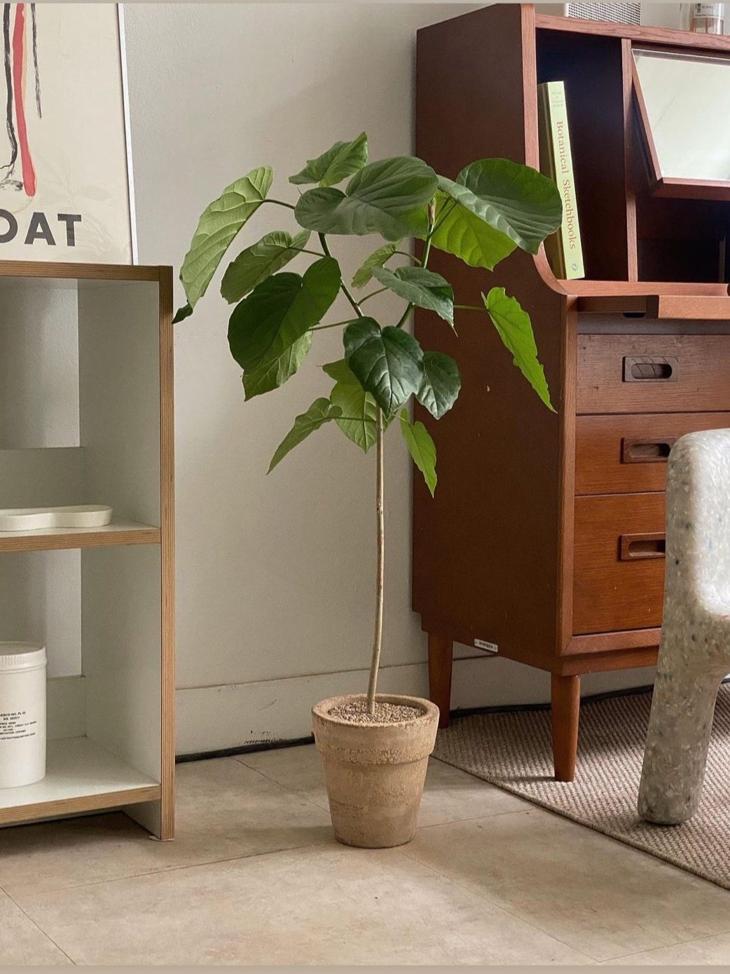 苏太植物 爱心榕 ins风爱心大叶片落地观叶植物清新家居盆栽