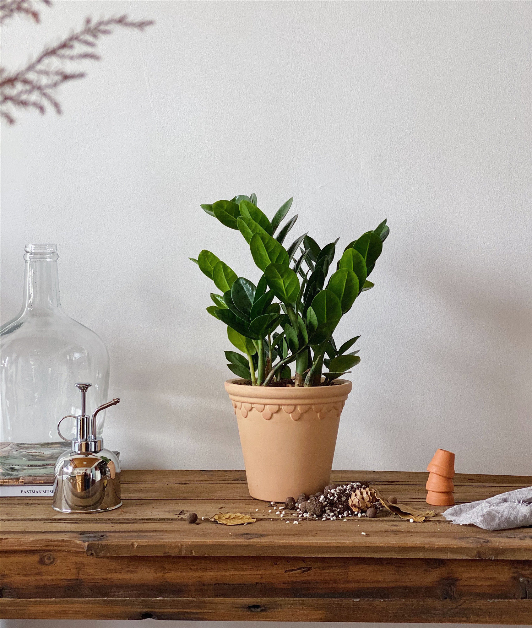 苏太植物 |金钱树ins网红绿植盆栽 北欧风办公室钱串子发财树