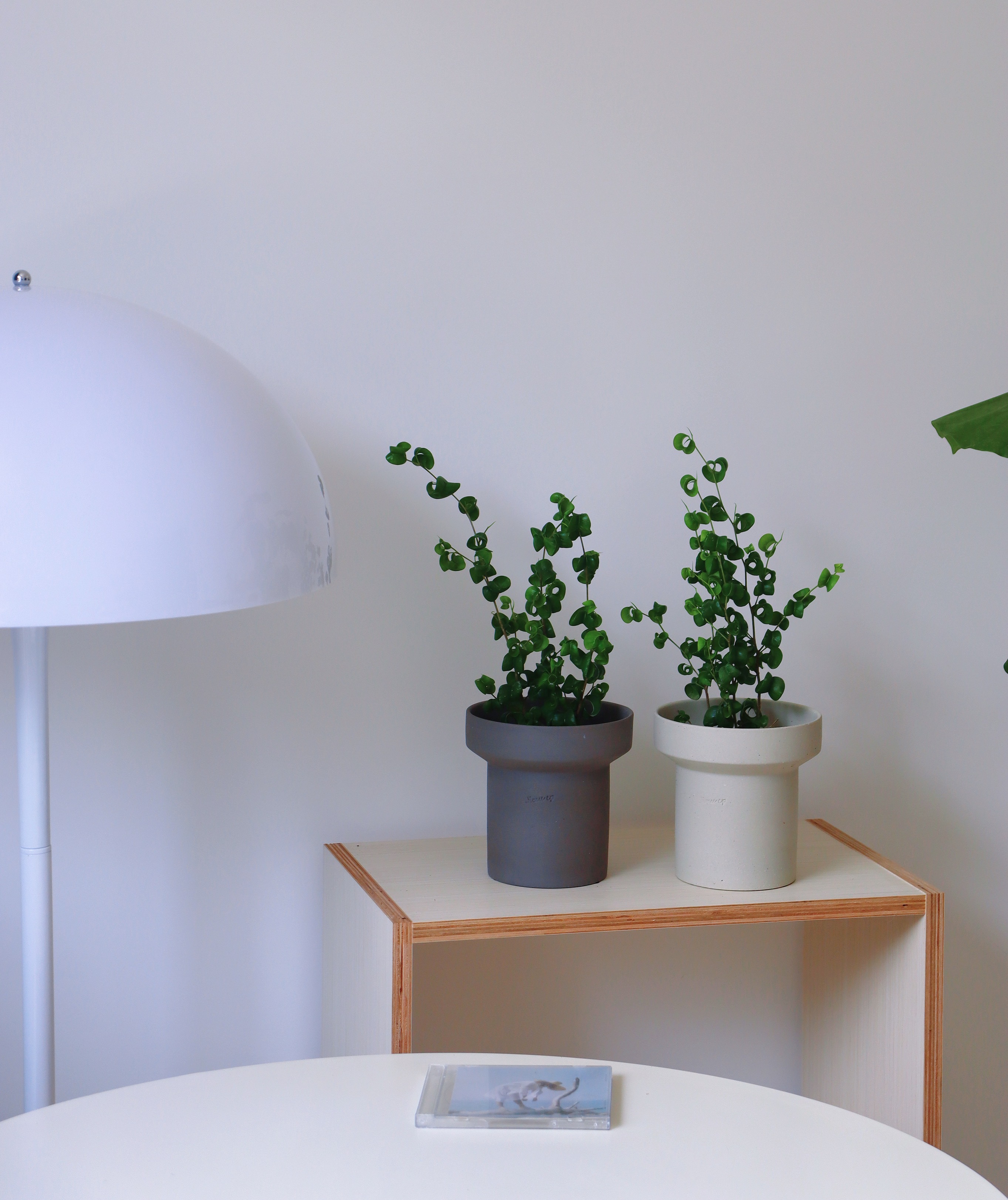 苏太植物|卷叶榕卷福巴洛克本杰明新奇室内送人桌面奇趣可爱植物