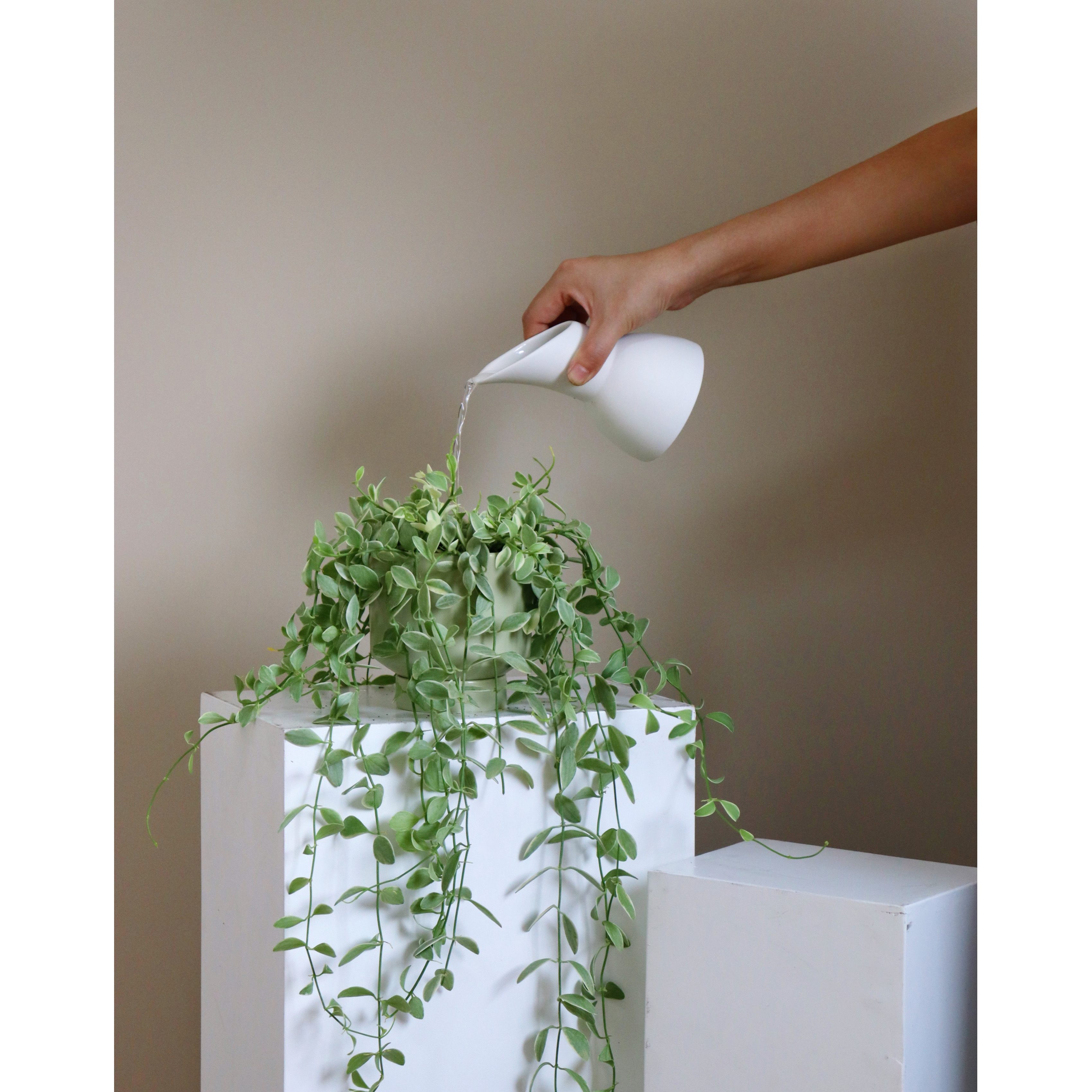 苏太垂吊花叶绿植桌面去甲醛植物