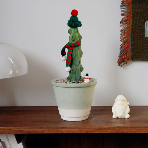 苏太植物 福禄寿仙人柱 稀有趣味仙人掌 圣诞树圣诞节送人礼物