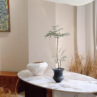 苏太植物 柳叶十大功劳造型植物 中古风玄关软装绿植 奇特盆栽