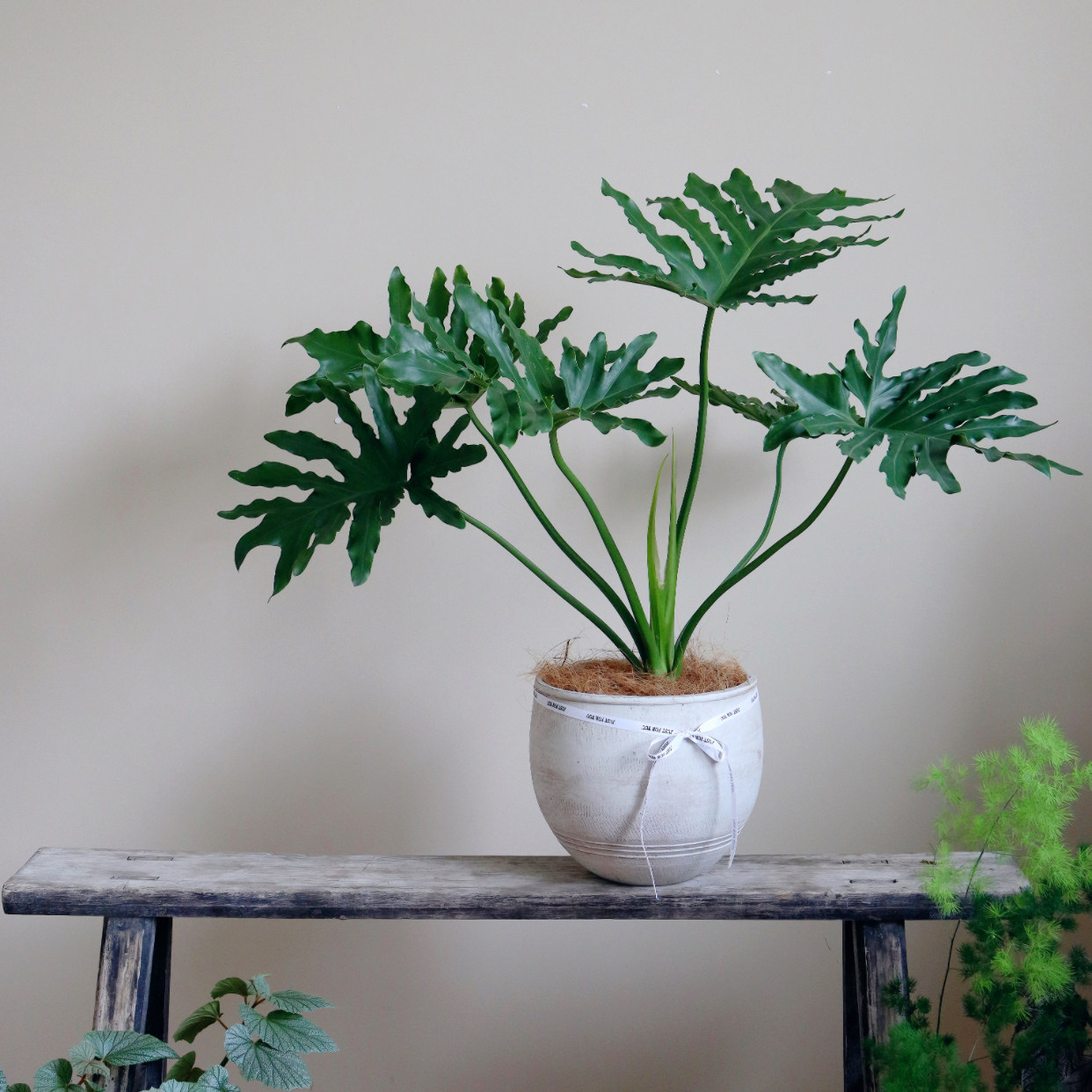 苏太植物 春羽蔓绿绒 龙鳞带老桩绿植 好养室内客厅观叶植物
