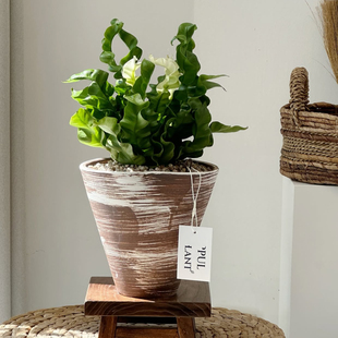 苏太植物 火焰鸟巢蕨盆栽客厅办公室桌面ins风四季常青好养绿植