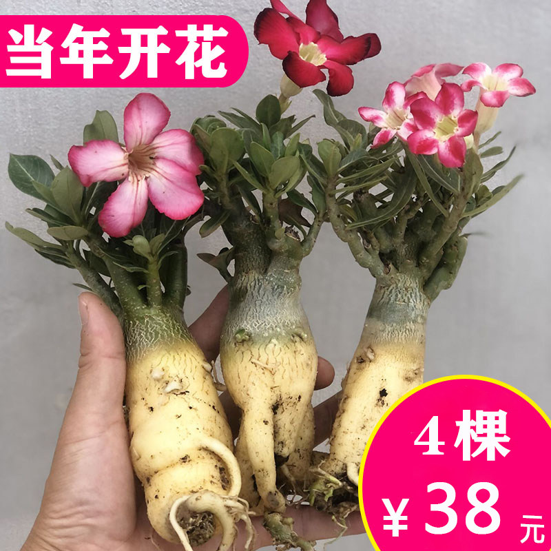 沙漠玫瑰盆栽老桩四季常开好养盆景客厅阳台耐旱懒人绿植花卉多肉