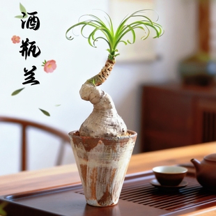 酒瓶兰老桩块根植物室内桌面好养耐干旱懒人植物四季青常净化空气